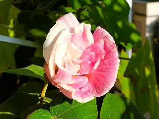 午前中は大正琴の練習でした