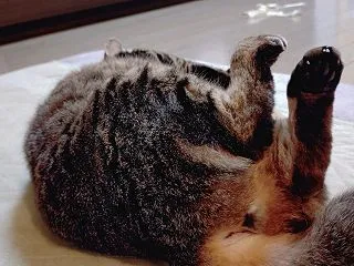 見えそうで見えない