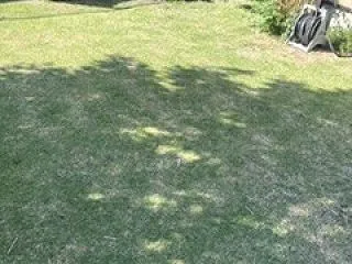 芝刈りは合格点。