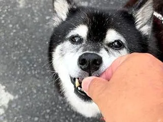 ワンちゃんと遊んでスイッチが入ったの…