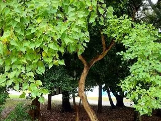 名古屋つれづれ・原