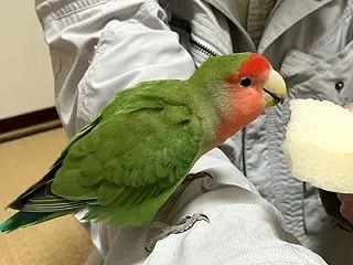 帰りは途中まで楽しかった楓羽