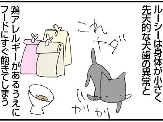フードで難しい猫、ルーシーの場合