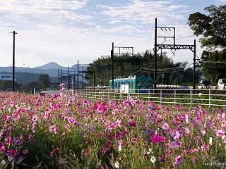2025年のコスモス No.3 伊賀鉄道…