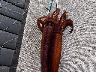（26）勝山港 利八丸《スルメ🦑ブランコ…