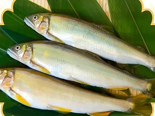 天然鮎の衝撃！今までで一番美味しい塩焼き