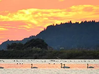 白鳥10/11その４