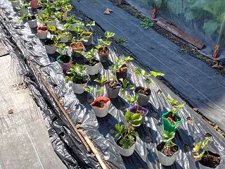 イチゴ苗とニンニクの植え付け と シーク…