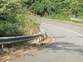秋祭り