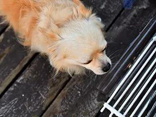 何でもくんくんしたがるのは習性だから仕方…