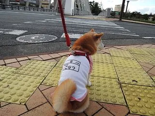 コインランドリーの思ひででちゅ