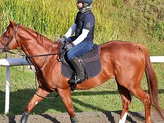 ソリスクラヴィス 近況