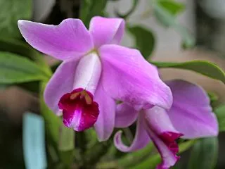 C.pumila