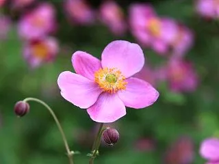 【誕生花】10月15日シュウメイギクの花…