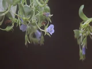 ハマベンケイソウ