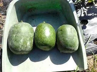 JAブロッコリー苗植え付け＆ピーマン収穫…