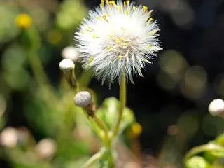 秋のフワフワ