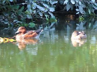 あし原から大池へ・（山田池公園）