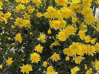 畑は花盛り、食用菊が咲き始めました、黄色…