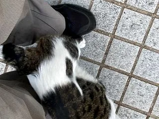 夕ウォーキングの風景。令和8年10月14…