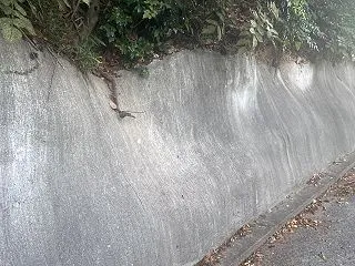朝ウォーキングの風景。令和8年10月15…