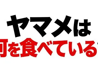 ヤマメは普段何を食べているか？