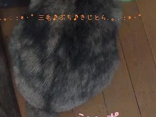シッポ・コレクション わさちゃん編