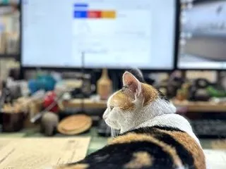 今日も仕事の邪魔をする猫
