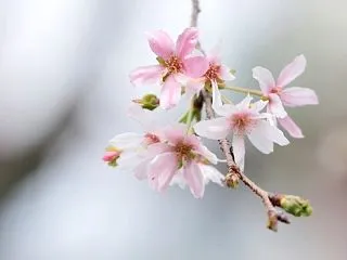 10月桜