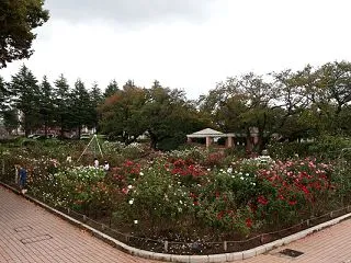  バラを観に