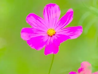 コスモスの花2