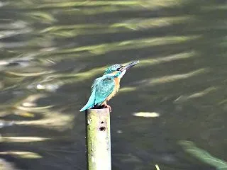 カワセミ2026_飛翔⑯