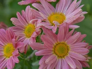 神無月 10月15日の誕生日の花と花言葉