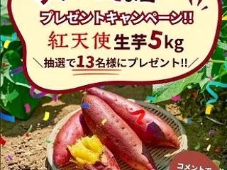 カルビーCPでブランド芋 紅天使 生芋 …