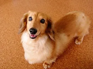 老犬介護はどうすればいい？ シニアドッグ…