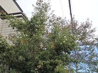 夏過ぎて花咲き実生り山法師（浅間神社近く…