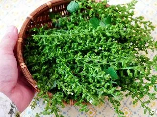しその実って食べれるの！？塩漬けを作って…