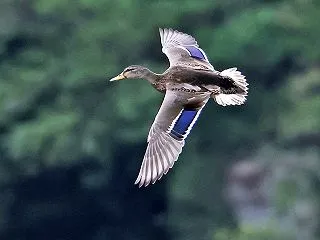 震災の 傷跡の上 鴨が飛ぶ