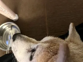 コロちゃんの歯磨きタイム ～何気ない日常…