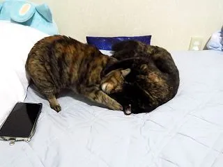デビルズバトル（´･∀･`）