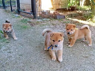 生後５週になったモモの子犬