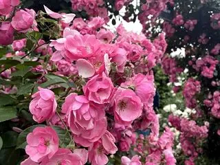 【栃木市】とちぎ花センター「ローズフェス…