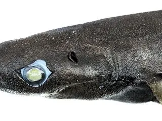 丸い鼻がキュートな深海の新種のサメを発見…