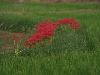 Spider Lily at Field…