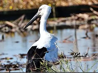 お初・コウノトリ･･･