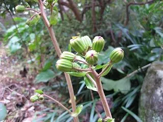 ツワブキの花