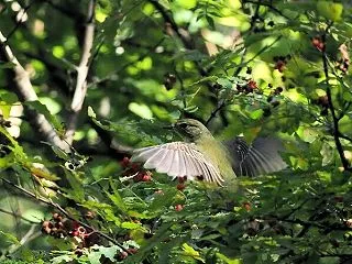 秋の渡りの時期の＊キビタキ♀