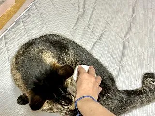 人猫兼用になりました