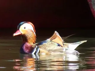 オシドリが居たぁ～！（くろんど池）