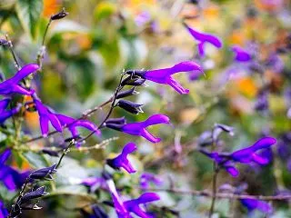 １０月の花 その１６ メドーセージ